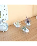 Dahey Air Plant Holder Cute Ceramic Mini Hand Shape Stand Airplants Tillandsia Small Container Pot Ceramic, Bundle of 3