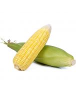 Corn 4 Units