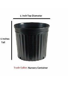 GARDEN. FLOWER POT 6"