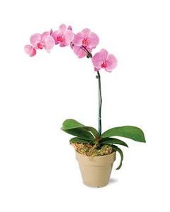 Orchid Phalaenopsis