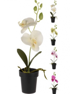 Orchid Flower (Each)