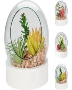 12 cm. Vase Plant (Each)