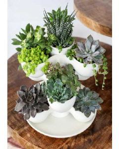 Pixie Vanilla Bisque Planter (Each)