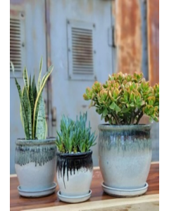 12.5 in. X 11 in. Mocha Planter With Attached Saucer (Each)