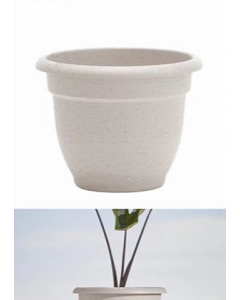 20 in. Vanilla Bean (Each)