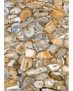 24 in. X 48 in. High Gloss Porcelain Tile (Each)