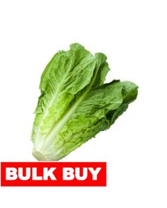 Romaine Lettuce 1 kg / 2.2 lb